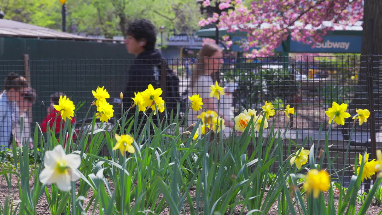 春天，联合广场公园里盛开着黄百合和宽赞樱桃视频下载