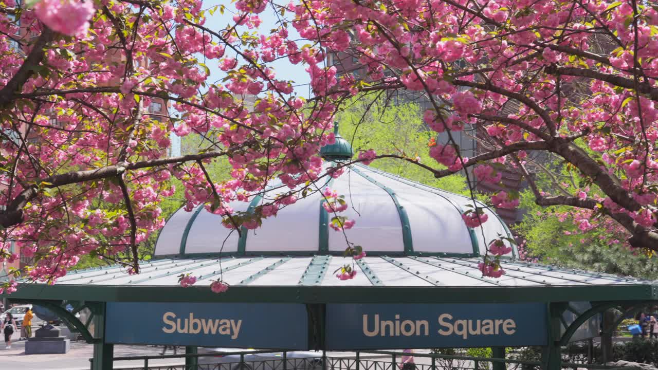 图为，联合广场公园盛开的宽赞樱花视频下载
