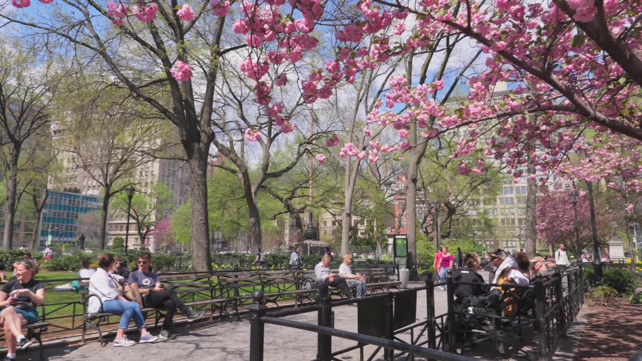 图为，联合广场公园盛开的宽赞樱花视频下载