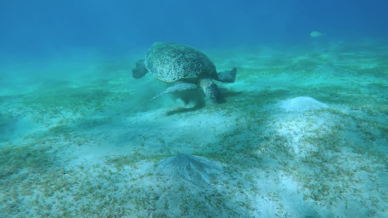 海龟在海底盘旋，贪婪地吃着海草视频下载