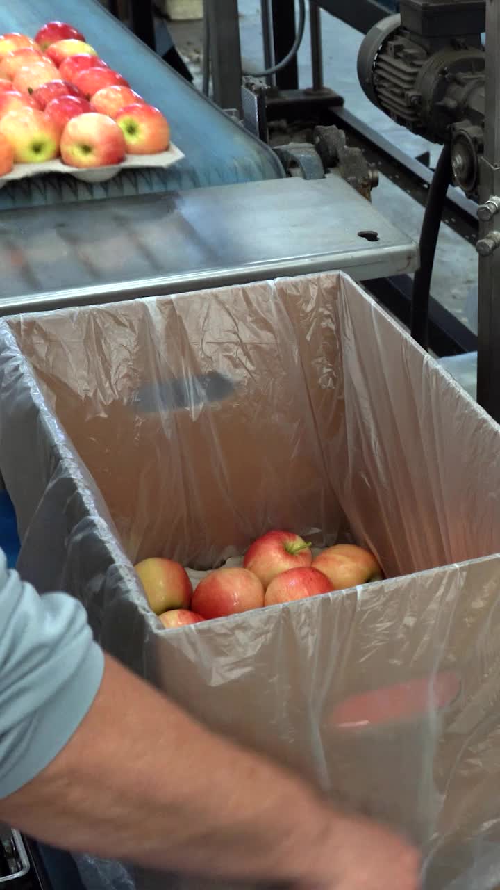 包装女工将新鲜苹果包装成环保包装，准备运往市场视频下载