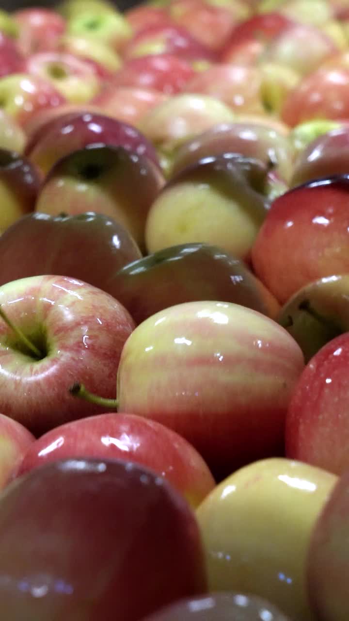水果加工厂的新鲜苹果加工视频下载