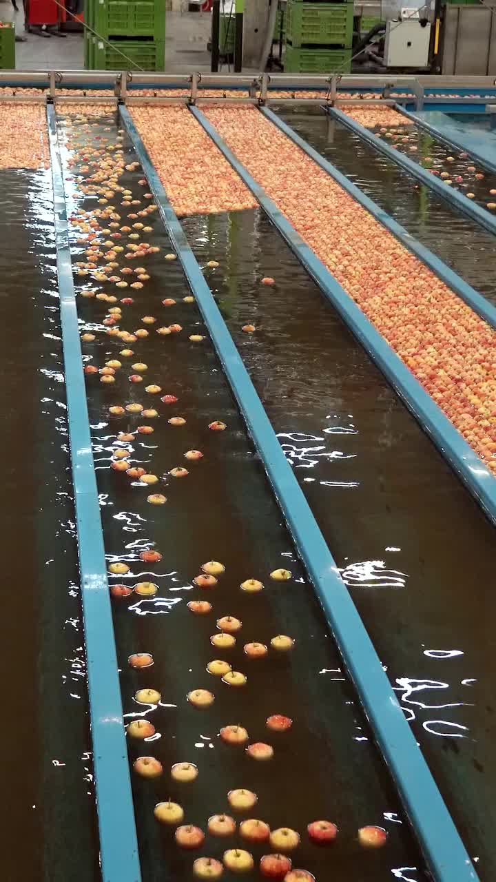 现代水果加工厂中苹果的水槽运输与分选视频下载