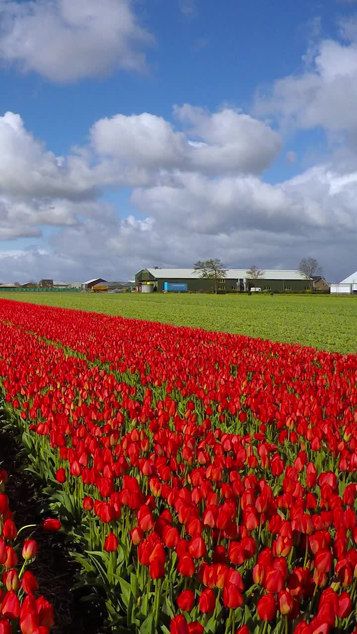 雄伟的，多彩的郁金香田在荷兰-平移拍摄视频下载