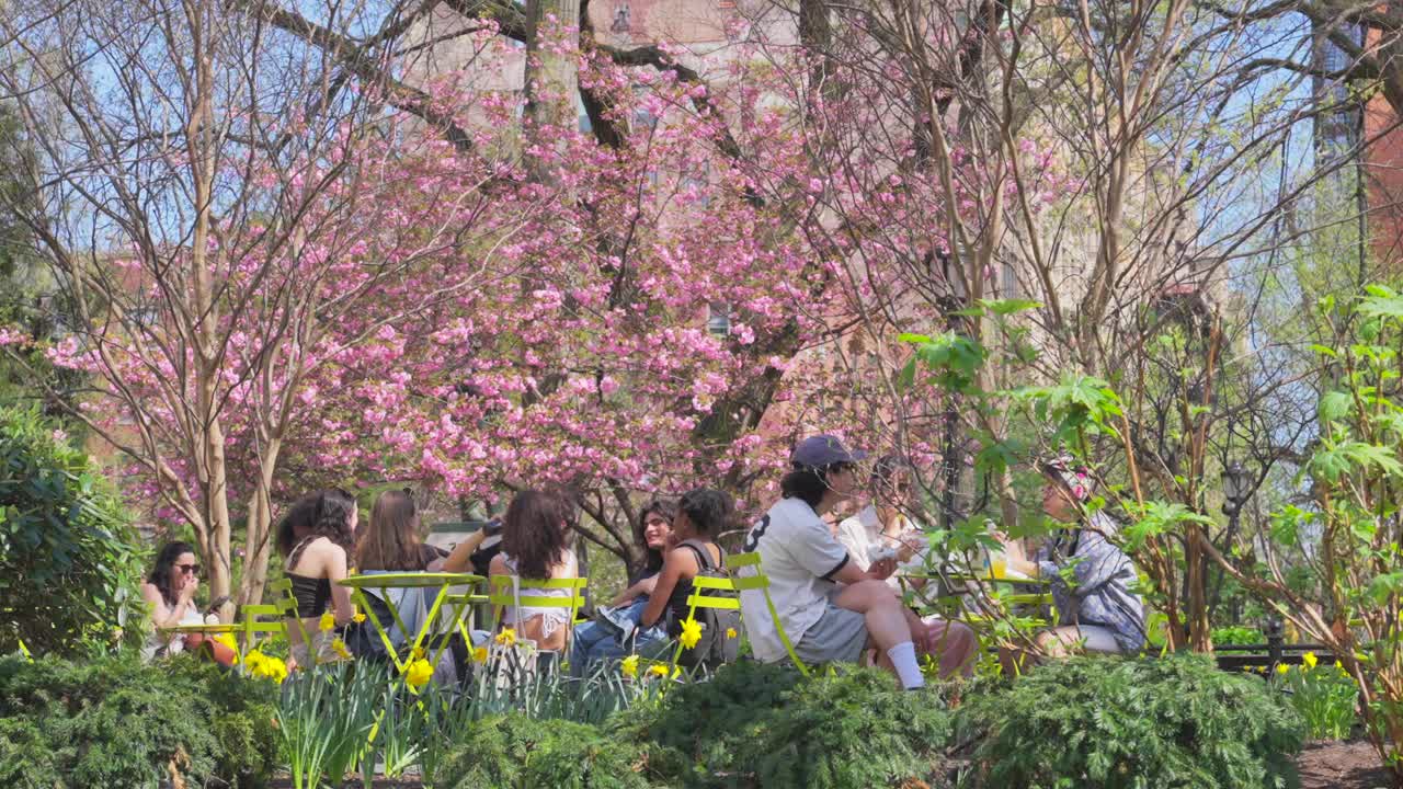 在春天的纽约联合广场公园，人们坐在樱花旁的椅子上放松视频下载