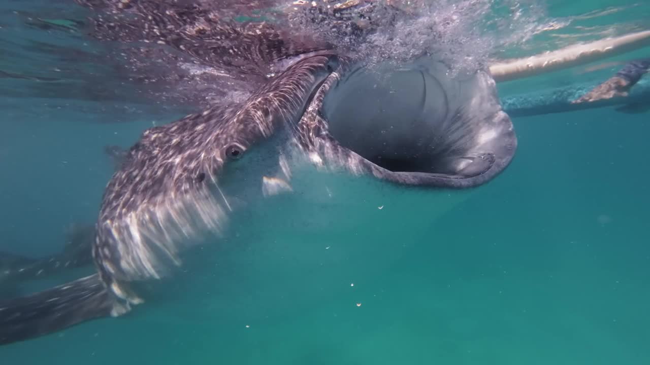鲸鲨在海里吃东西视频下载