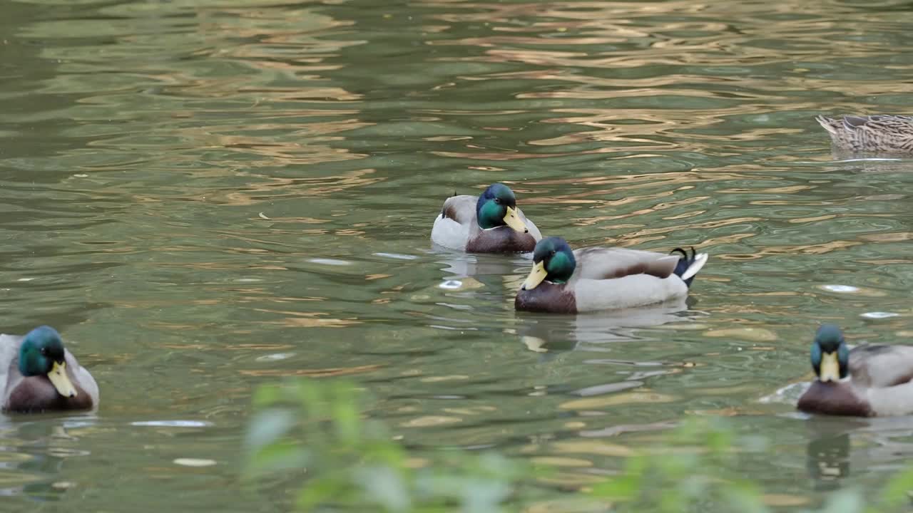 绿头鸭在池塘里挥舞着翅膀。视频下载