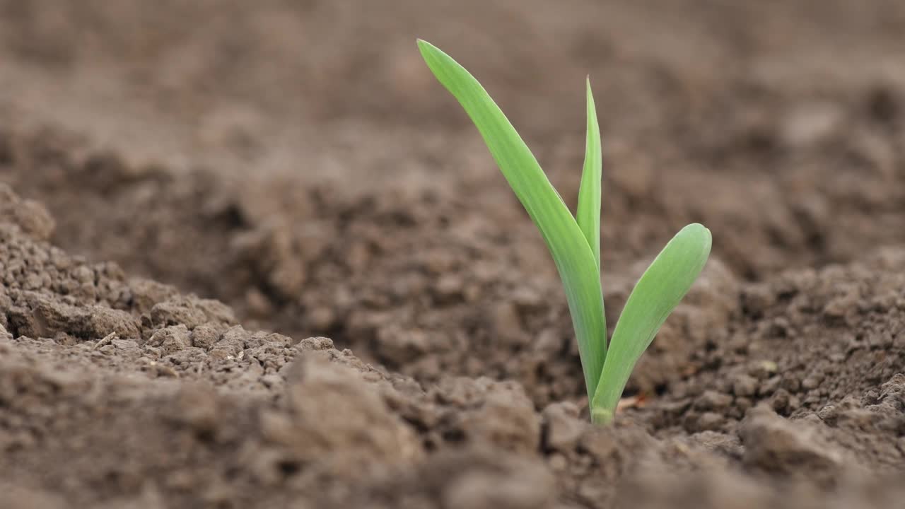 春天从农田土壤中长出的玉米小绿苗视频下载