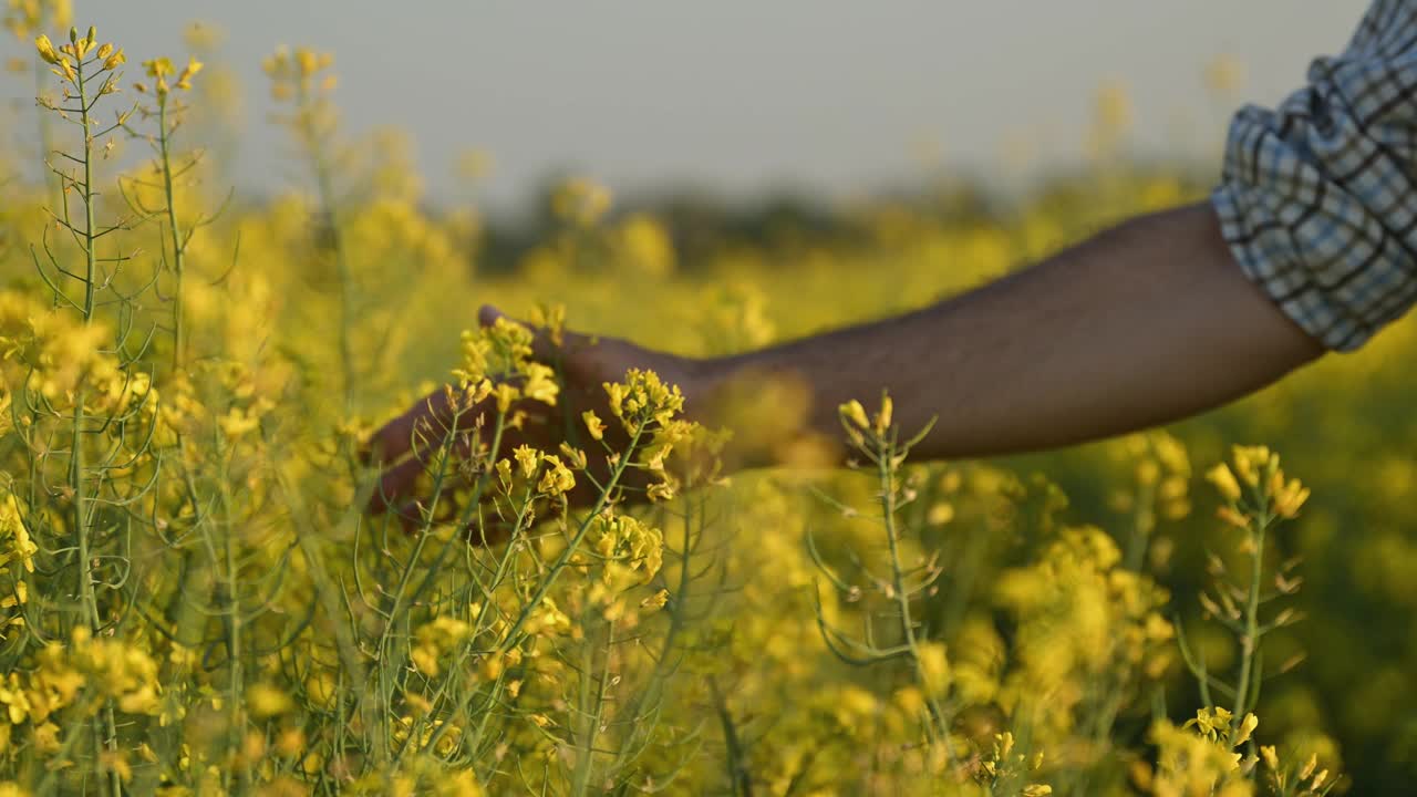 男农民手检查开花的油菜作物的特写视频下载