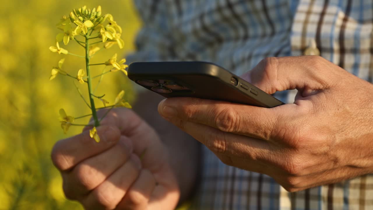 农艺师在盛开的油菜田里使用智能手机视频下载