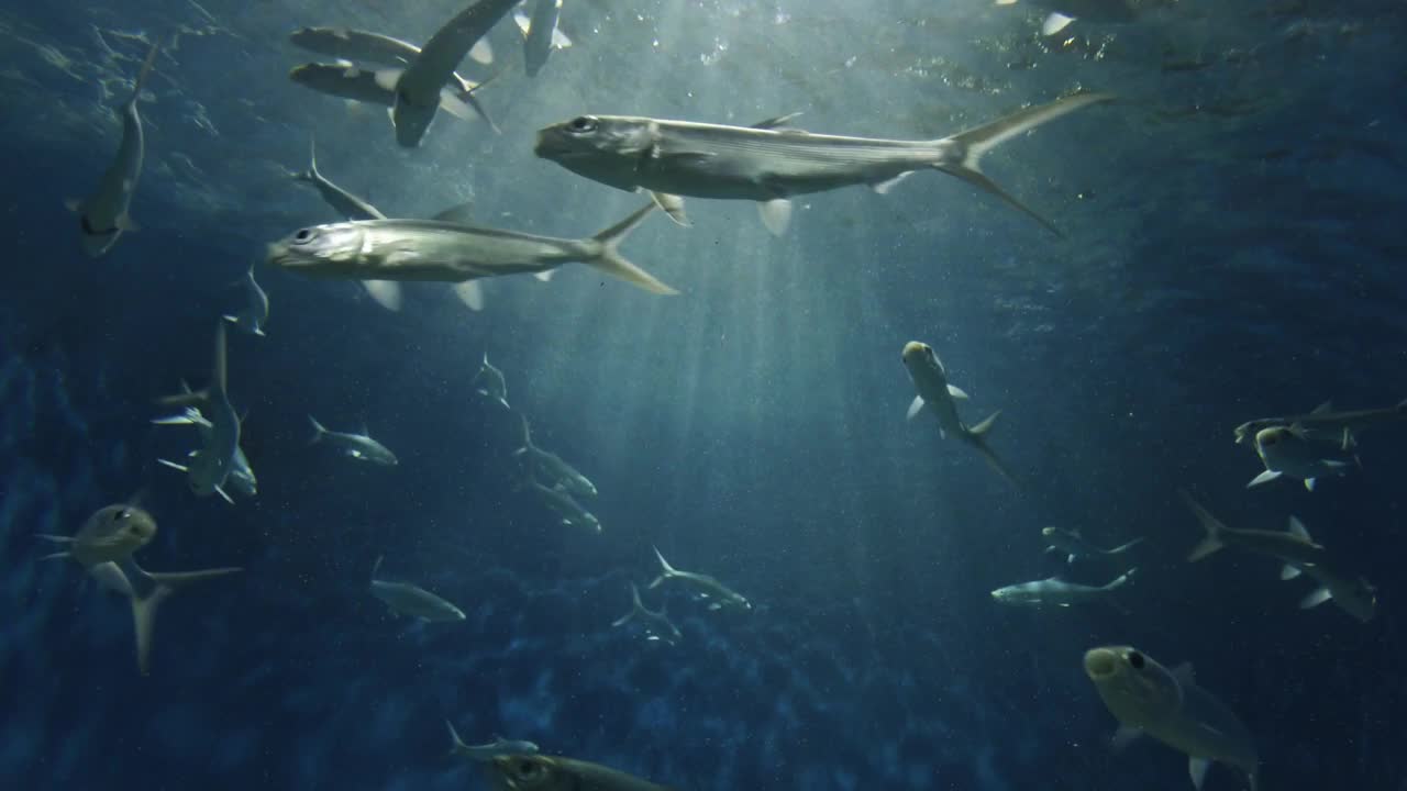 海里的鱼和水下的阳光视频下载