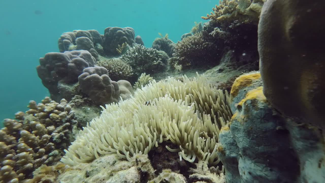 海葵鱼母子视频下载