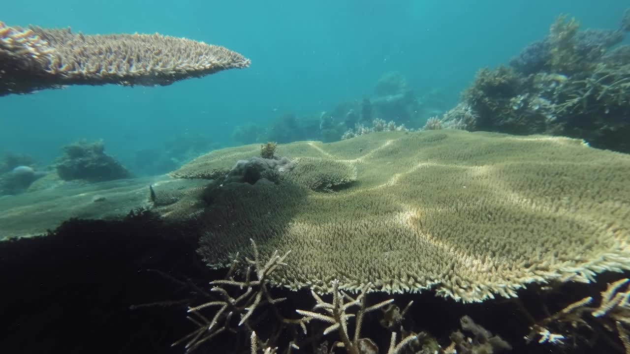 热带海域的珊瑚礁和鱼类视频下载