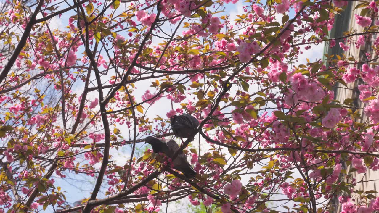 鸽子栖息在纽约联合广场宽赞樱花的枝头上视频下载