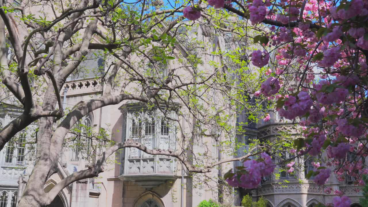 图为，在美国纽约格林威治村的格雷斯教堂，盛开的宽赞樱花视频下载