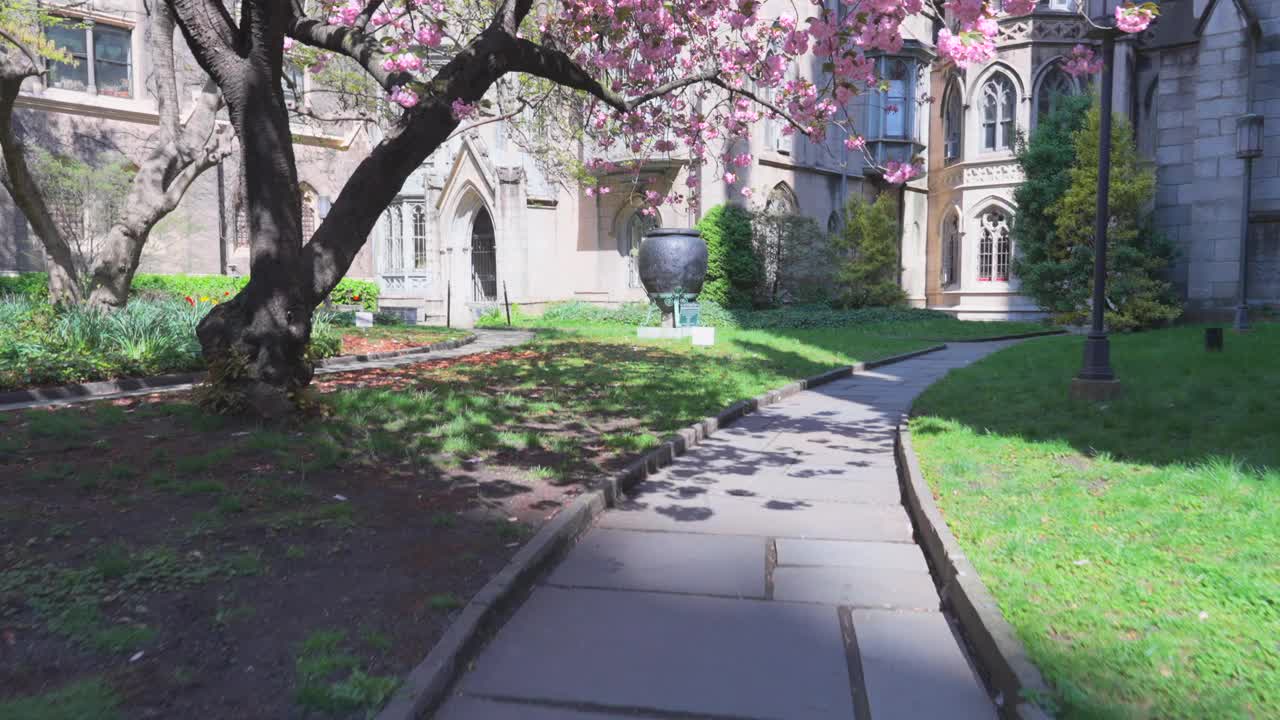 图为，在美国纽约格林威治村的格雷斯教堂，盛开的宽赞樱花视频下载