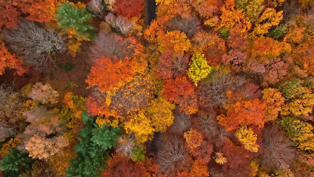 秋天的森林里隔着黑色的柏油路。视频下载