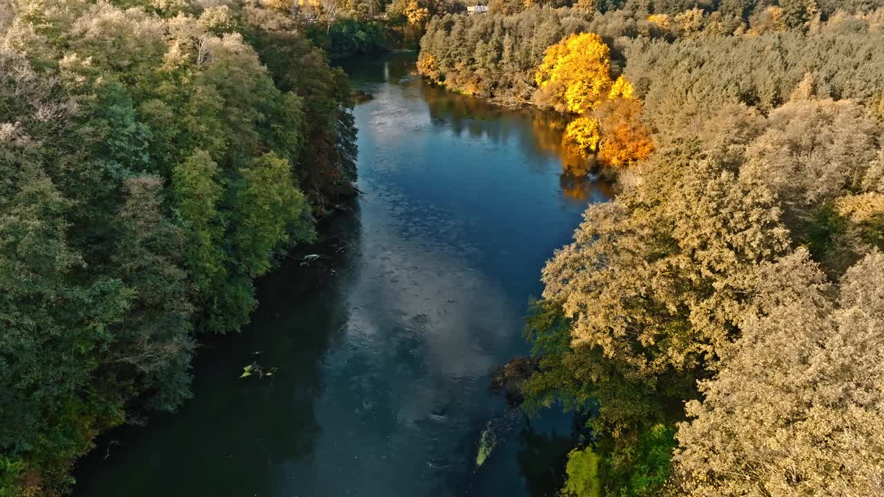 秋天的布尔达河上的树。野生动物鸟瞰图。视频下载