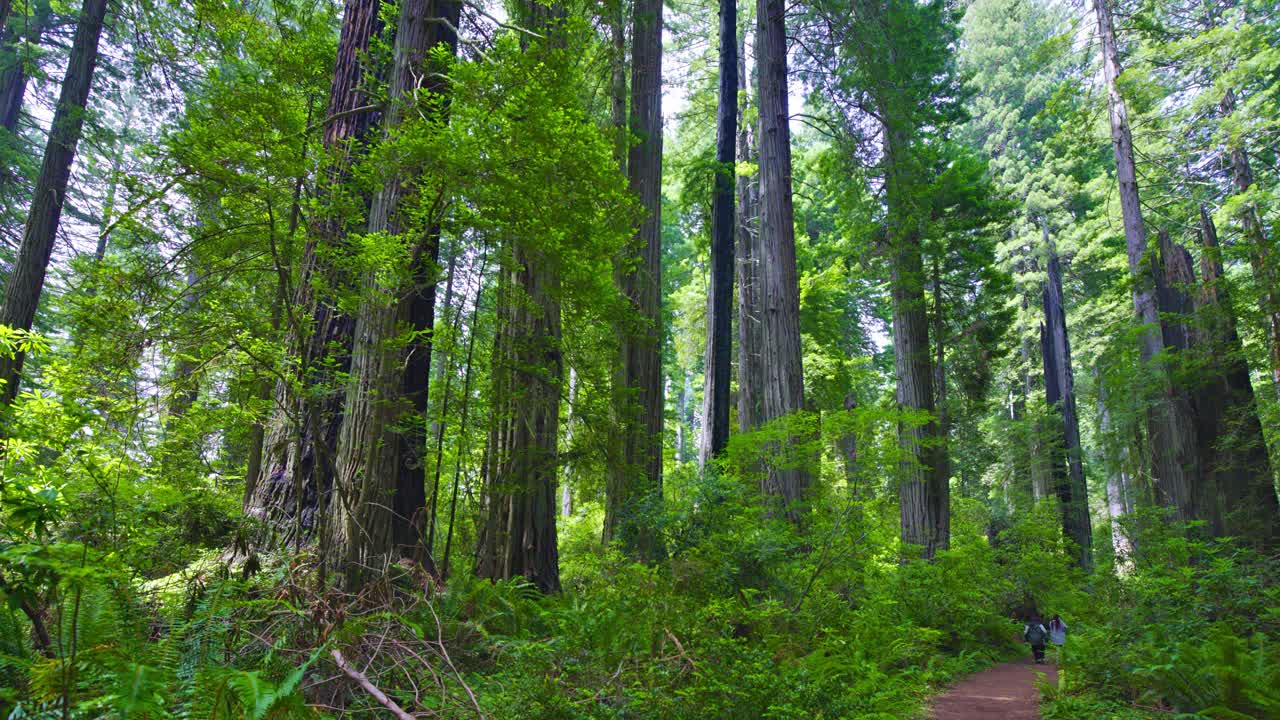 红木森林。加州视频下载