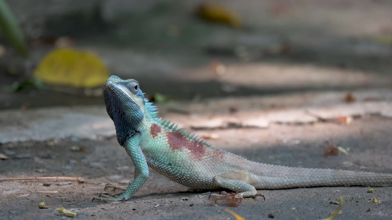 蓝冠蜥蜴的皮肤呈蓝色。泰国视频下载