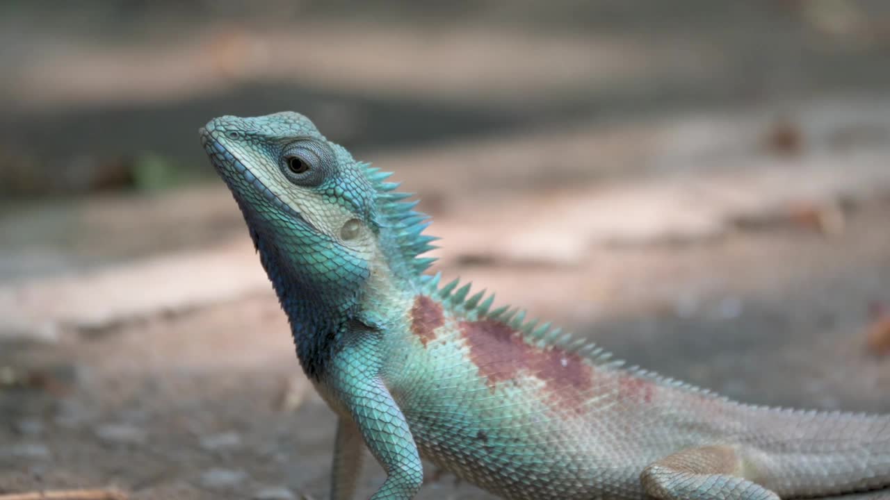 蓝冠蜥蜴的皮肤呈蓝色。泰国视频下载