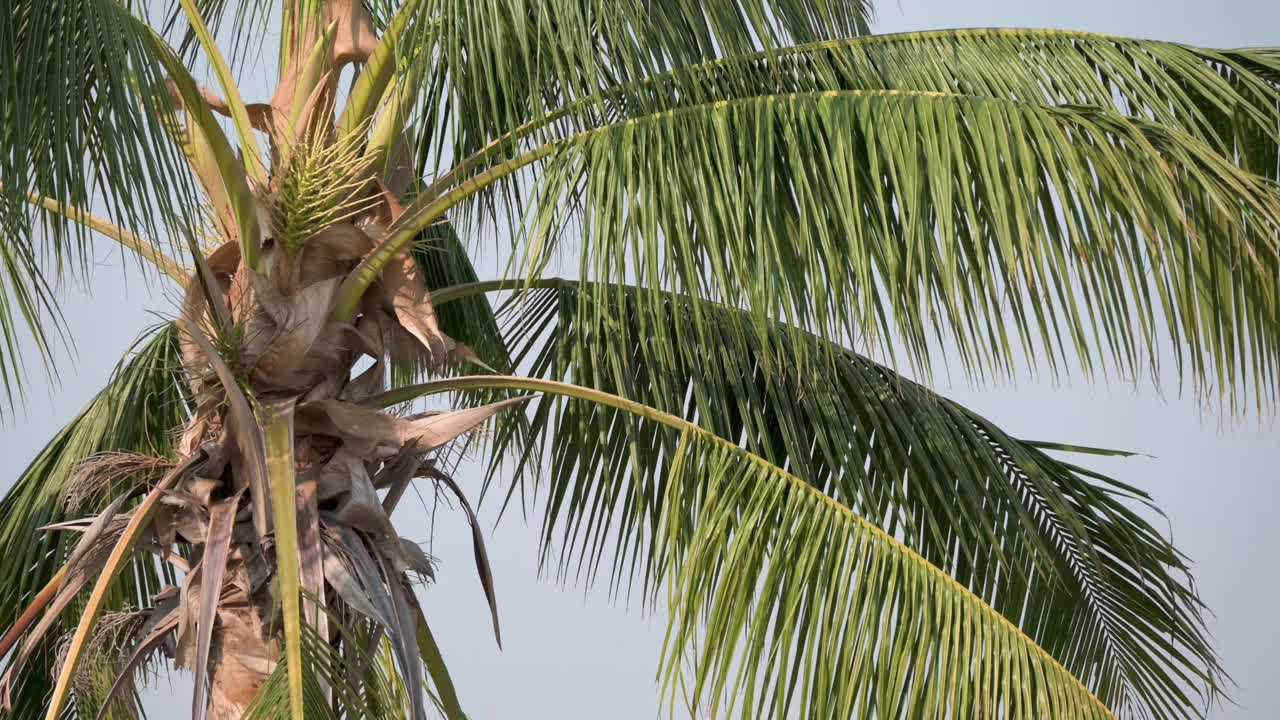 椰子树在微风中摇曳视频下载