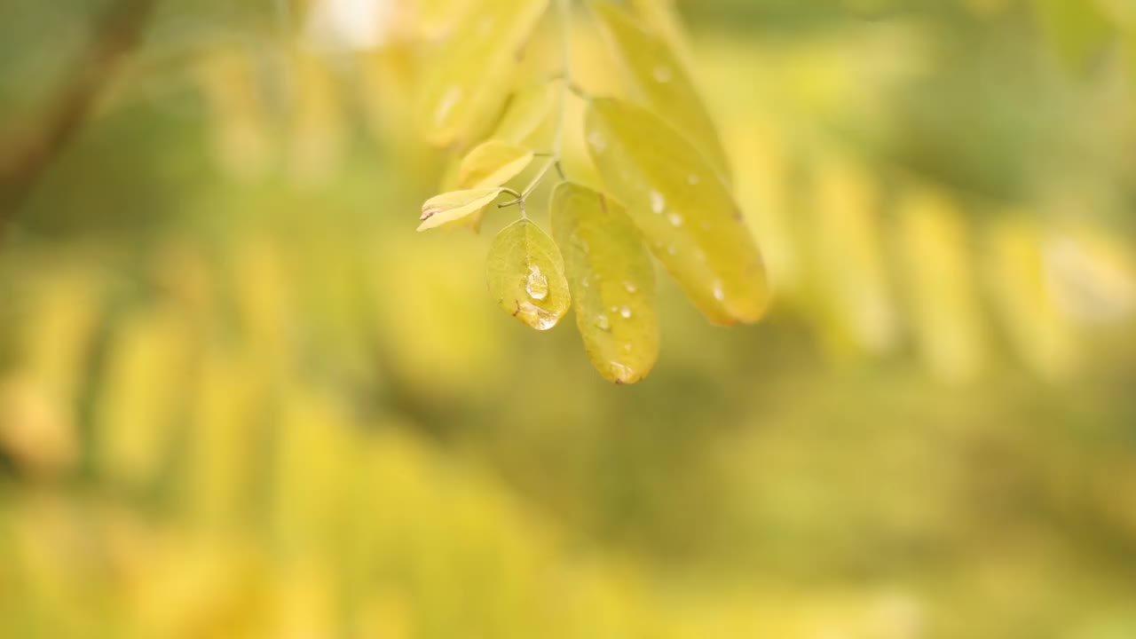 金合欢明亮的黄色叶子和随风飘动的雨滴。槐树枝叶上的晨露水珠。洋槐pseudoacacia。大自然秋天的背景。视频下载