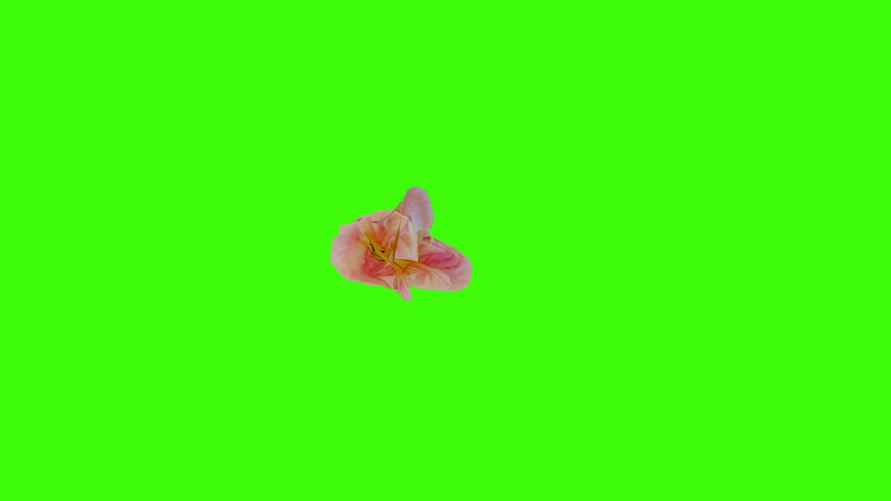 盛开的花朵2D动画，色度键视频下载