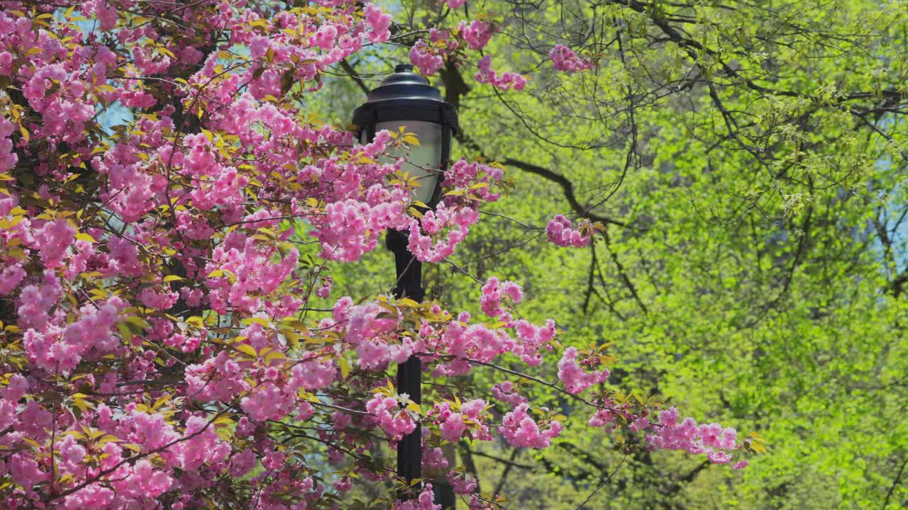 纽约联合广场公园的宽赞樱花在春风中摇曳视频下载