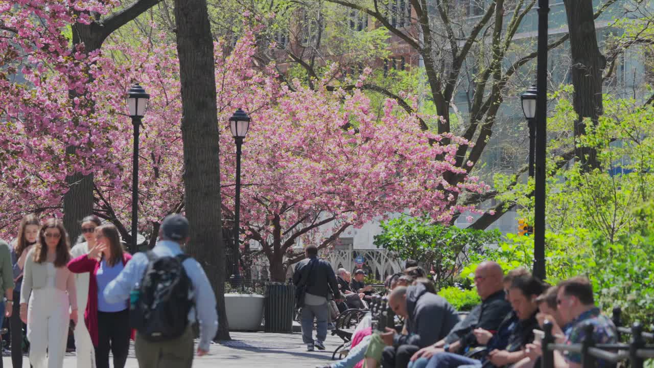 春日，在联合广场公园，人们在盛开的宽赞樱花中休息视频下载