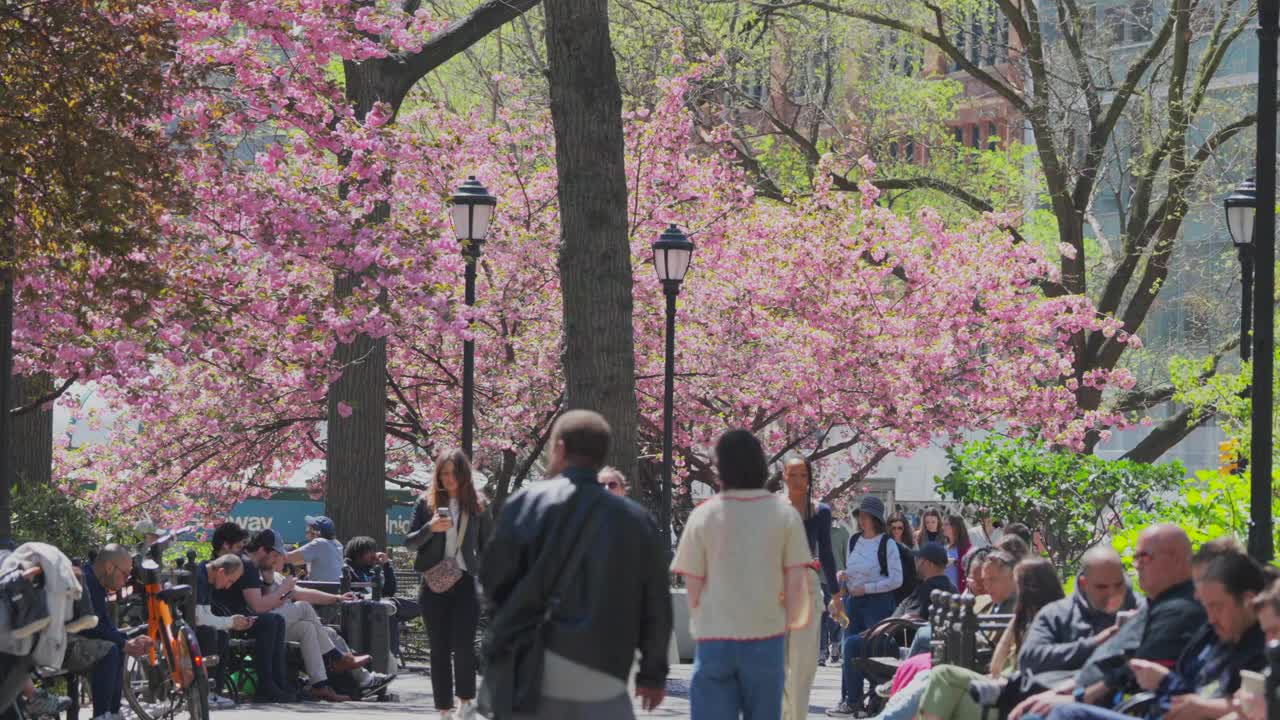 春日，在联合广场公园，人们在盛开的宽赞樱花中休息视频下载