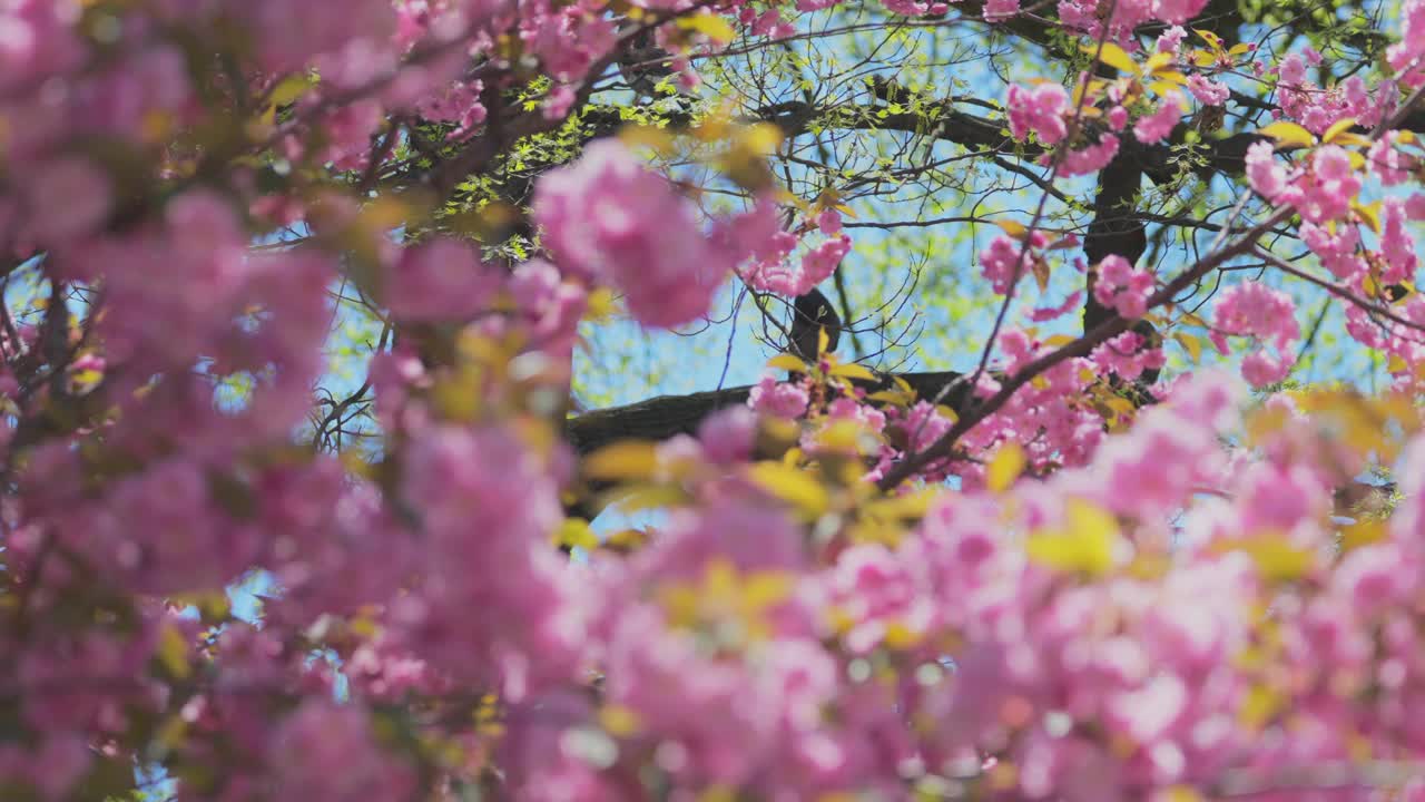 纽约联合广场公园，一只鸽子栖息在宽赞樱花的枝头上视频下载