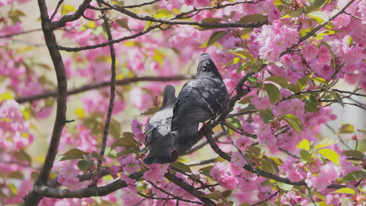 在纽约联合广场公园，一对鸽子栖息在宽赞樱花的树枝上。视频下载