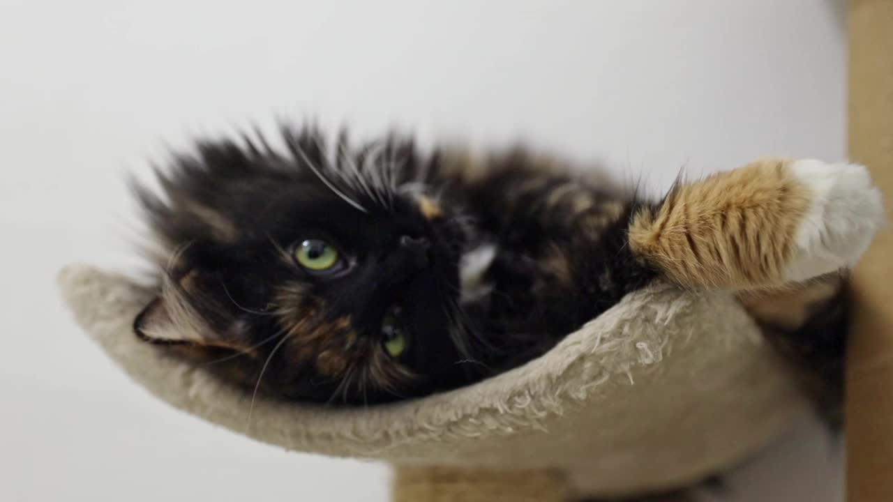 一只绿眼睛的三色纯种猫正在猫床上休息。视频下载