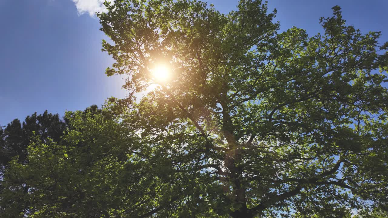 阳光透过树木与复制空间视频下载