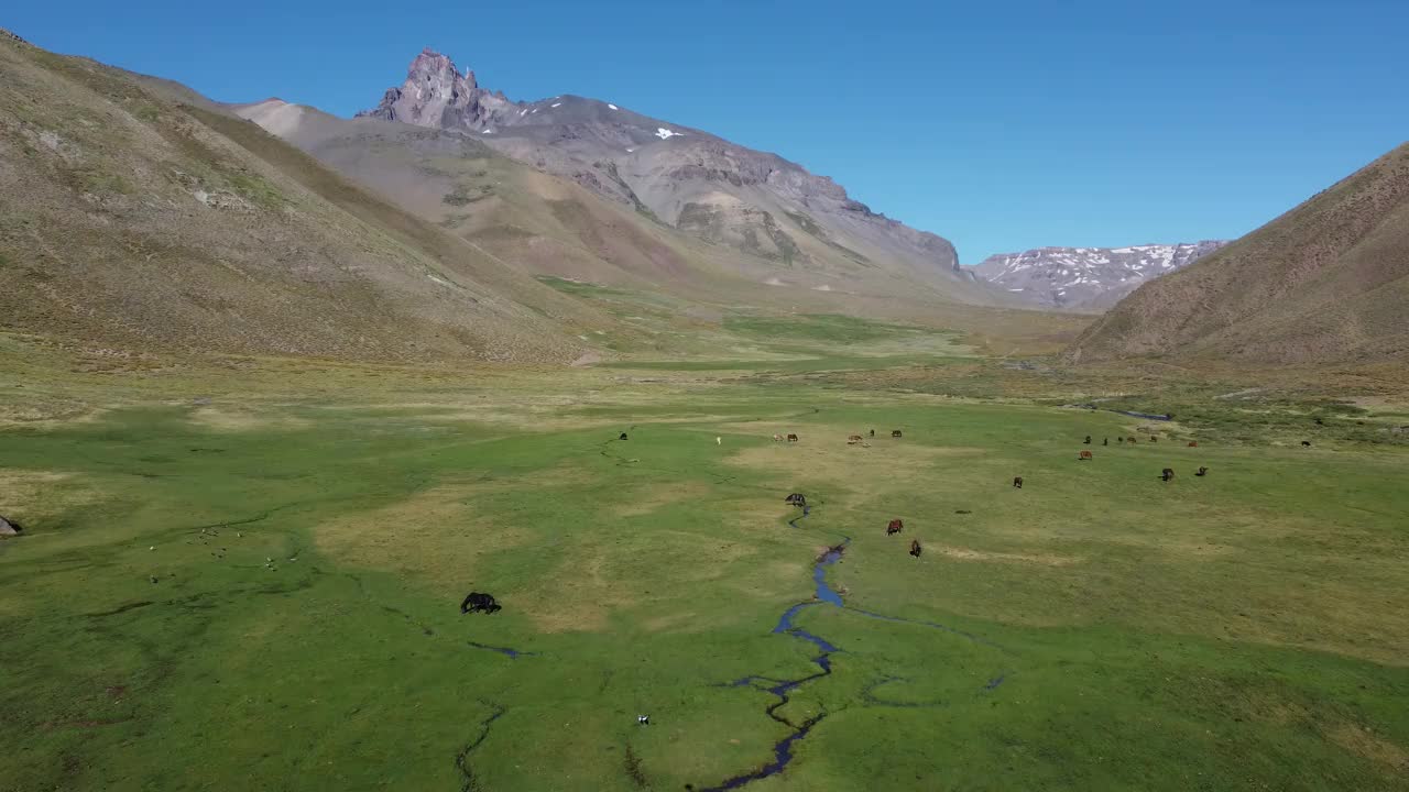 镜头慢慢移动到在绿色山谷中吃草的野马上，背景是安第斯山脉视频下载