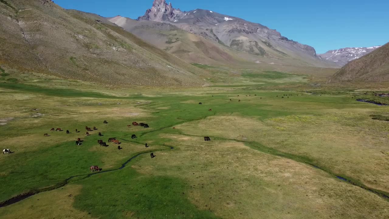 野马在绿色的山谷里吃草，背景是安第斯山脉。视频下载