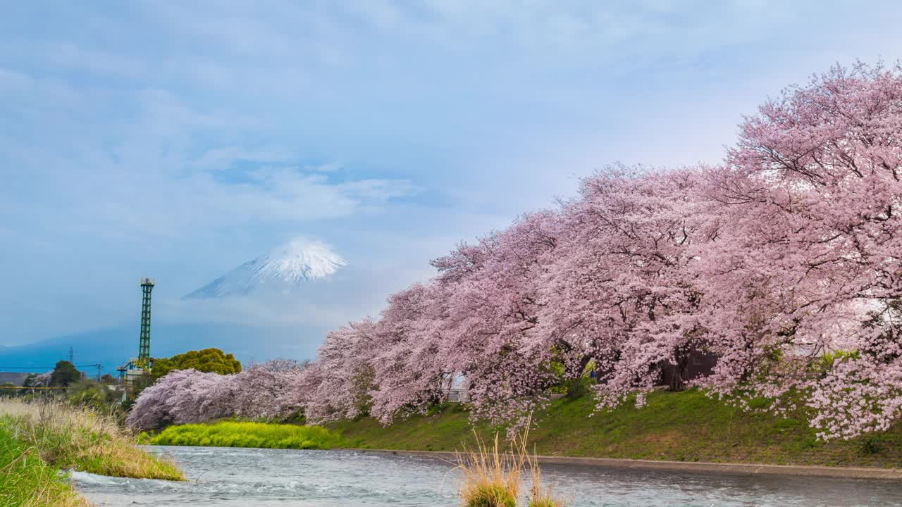 日本静冈县，随时间流逝的Urui河樱花，身后的群山和富士山。视频下载