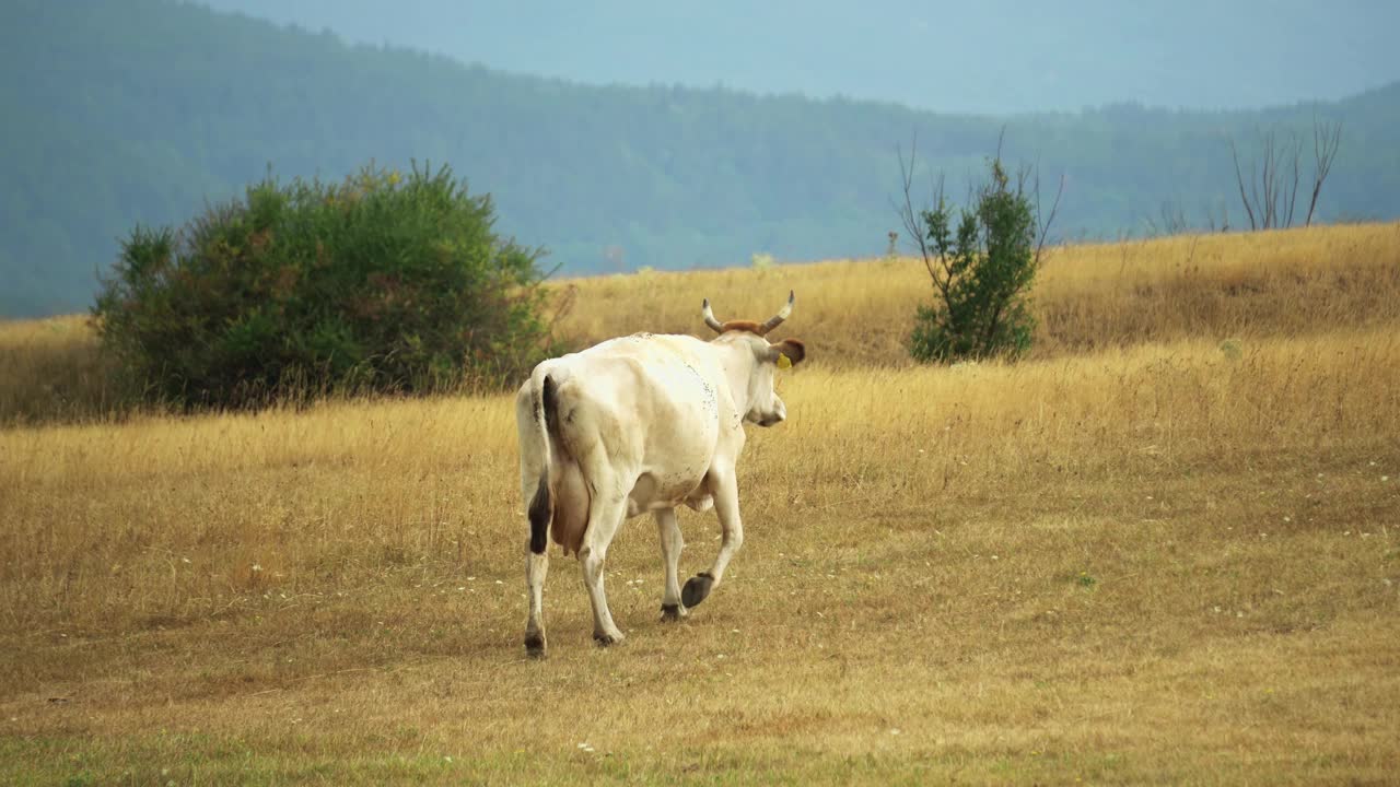 白乳牛走在干燥的牧场上视频下载
