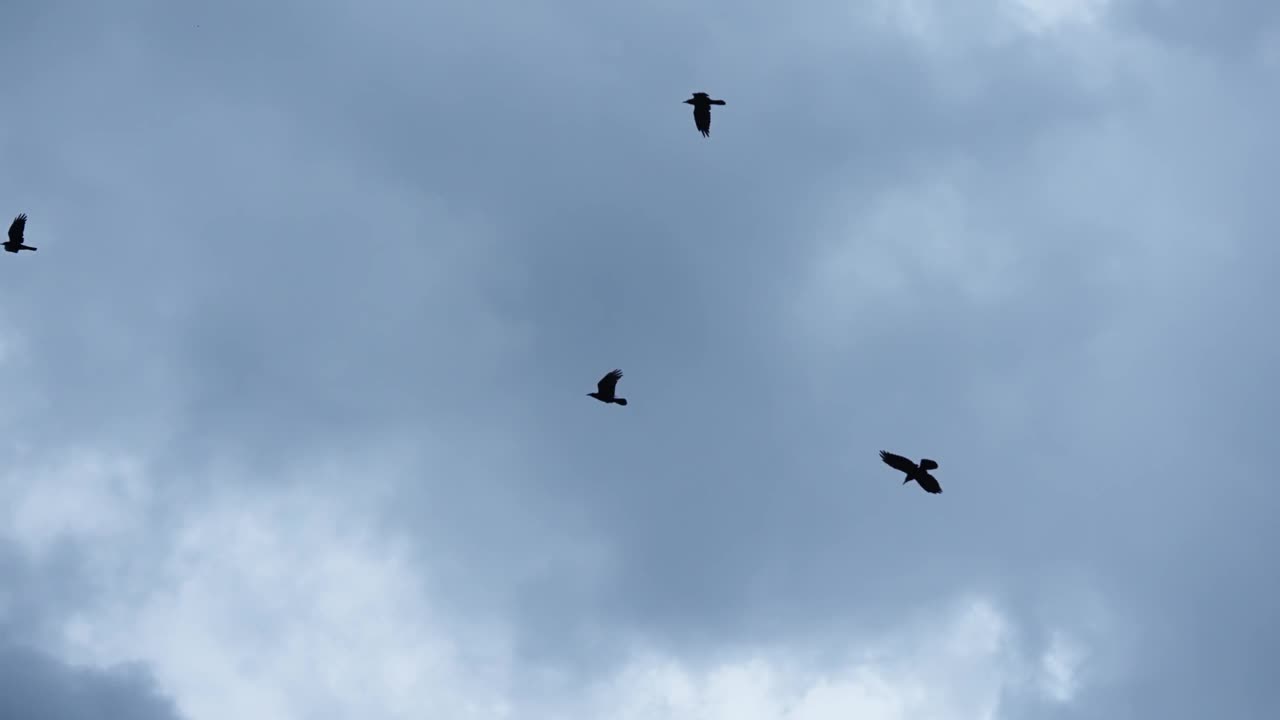 一群渡鸦在天空中缓慢地迁徙视频素材