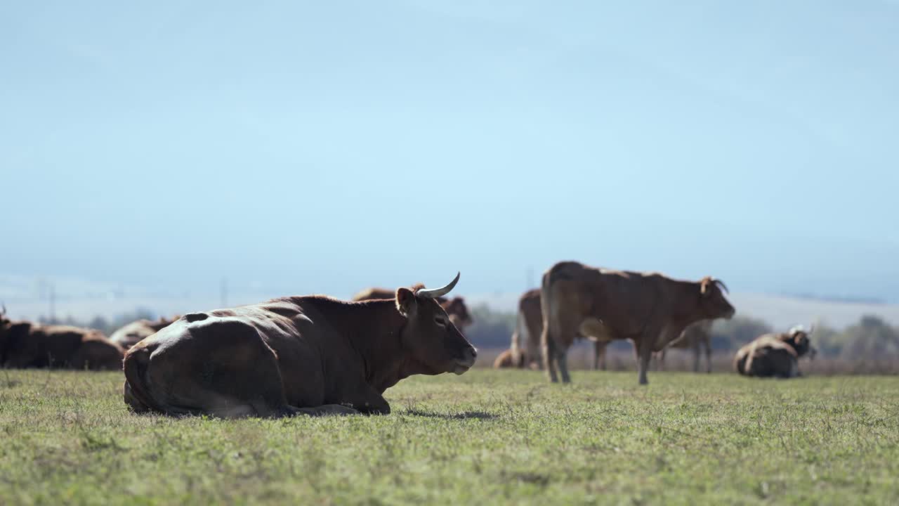 牛群在农场外吃草，慢镜头视频下载
