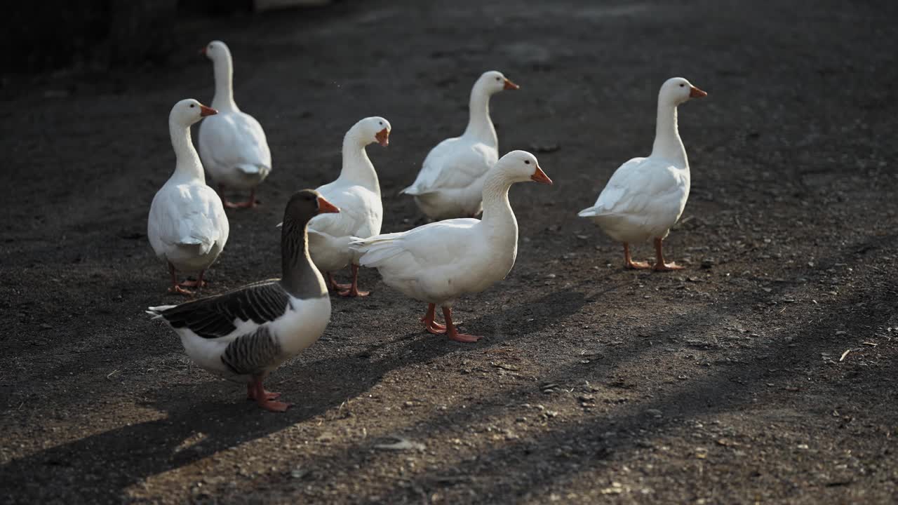 鹅场，一群白鹅在草地上漫步，电影般的慢动作视频下载