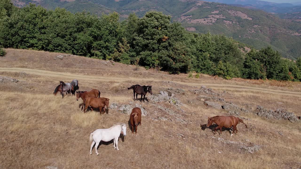 一群纯面包野马在山上的草甸牧场上吃草，慢动作航拍视频下载