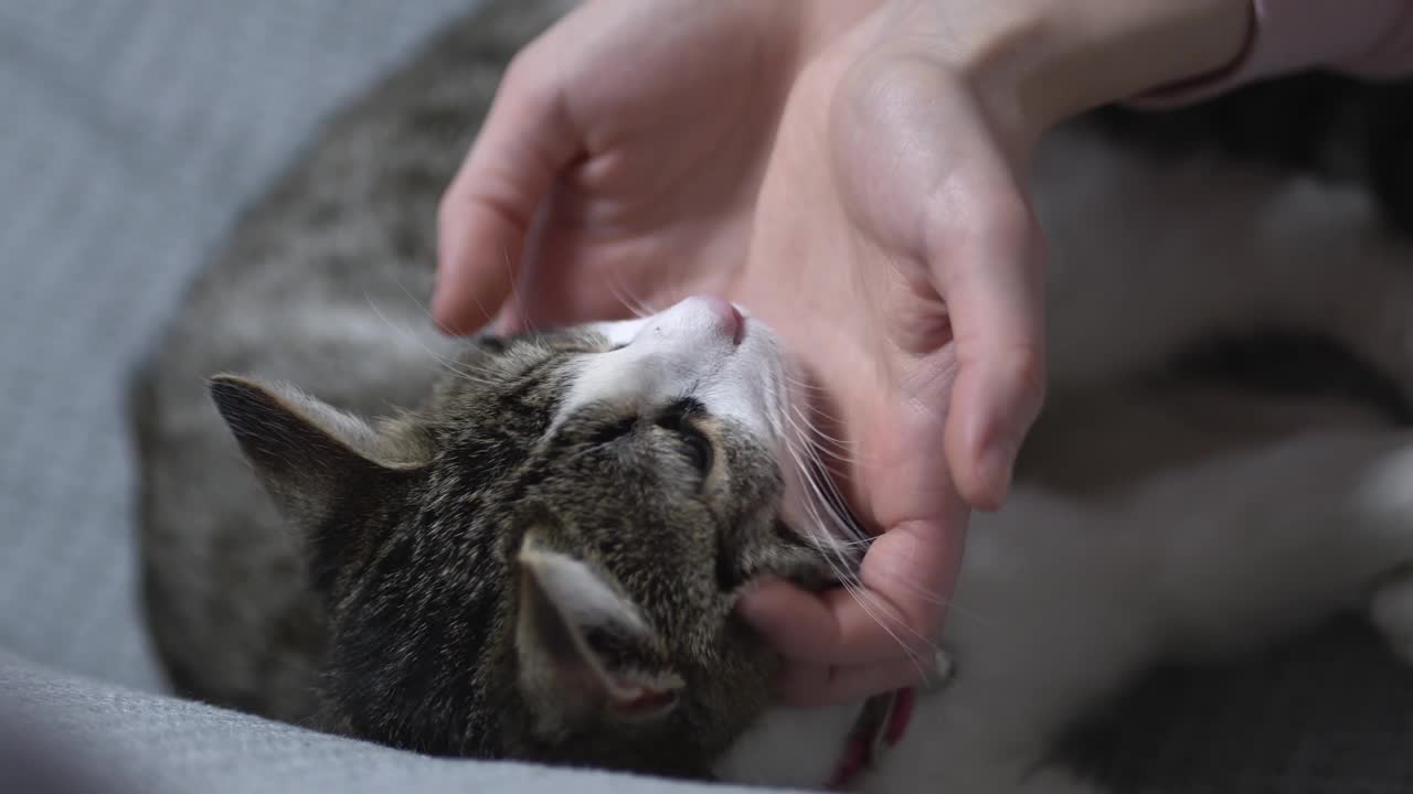 宠物主人抚摸着一只闭着眼睛躺着的爱琴海猫视频下载