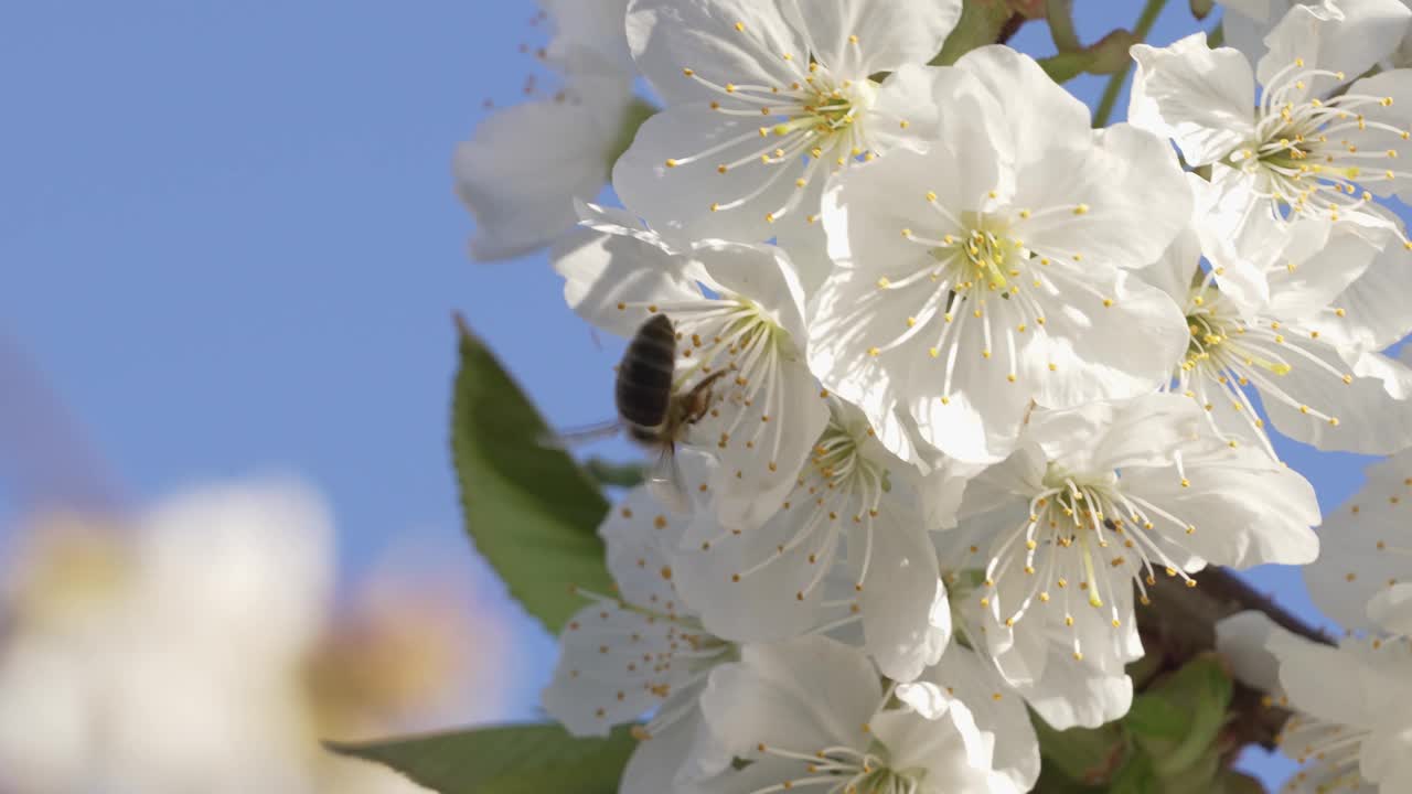 蜜蜂从花朵上收集花粉，樱桃树开花，为果树授粉，制作蜂蜜。近距离观察蜂窝蜜蜂在晴朗的天气和温暖的蓝天下工作视频下载
