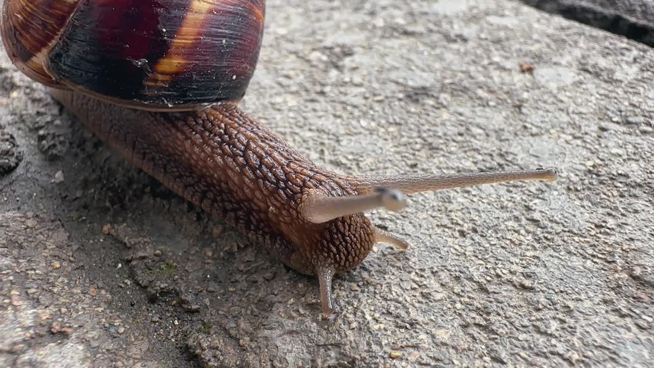雨后，蜗牛在人行道上缓慢爬行视频下载