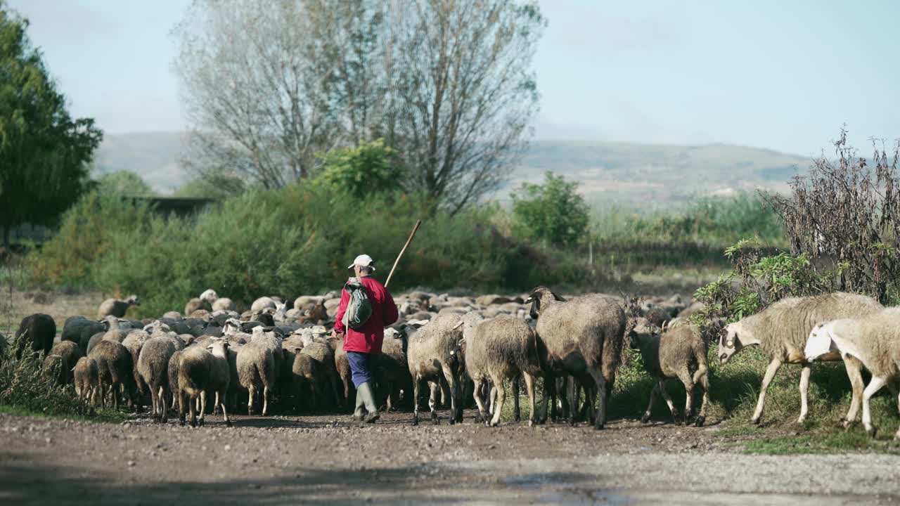牧羊人和他的羊群走在路上，慢动作视频下载