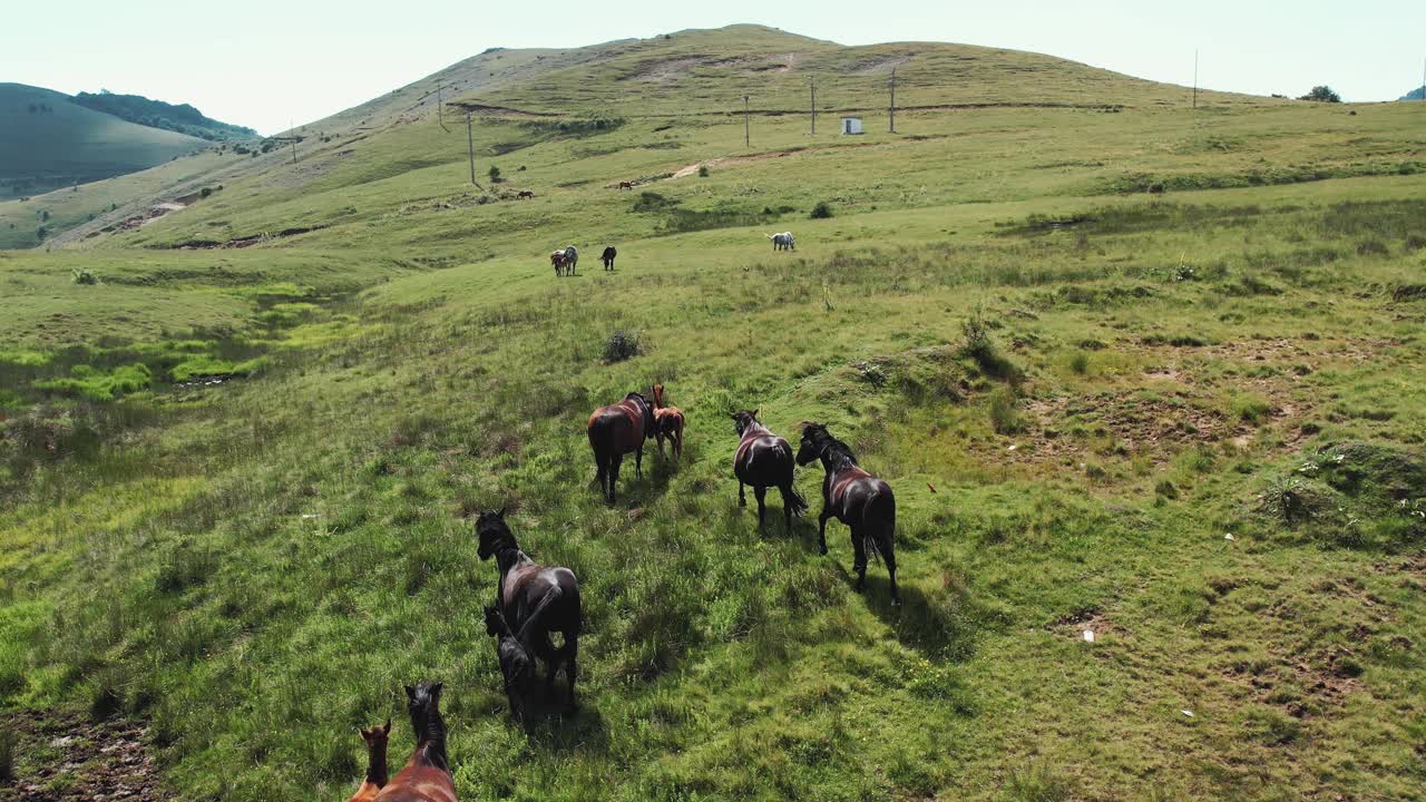 一群野马在山上行走，慢动作航拍视频下载