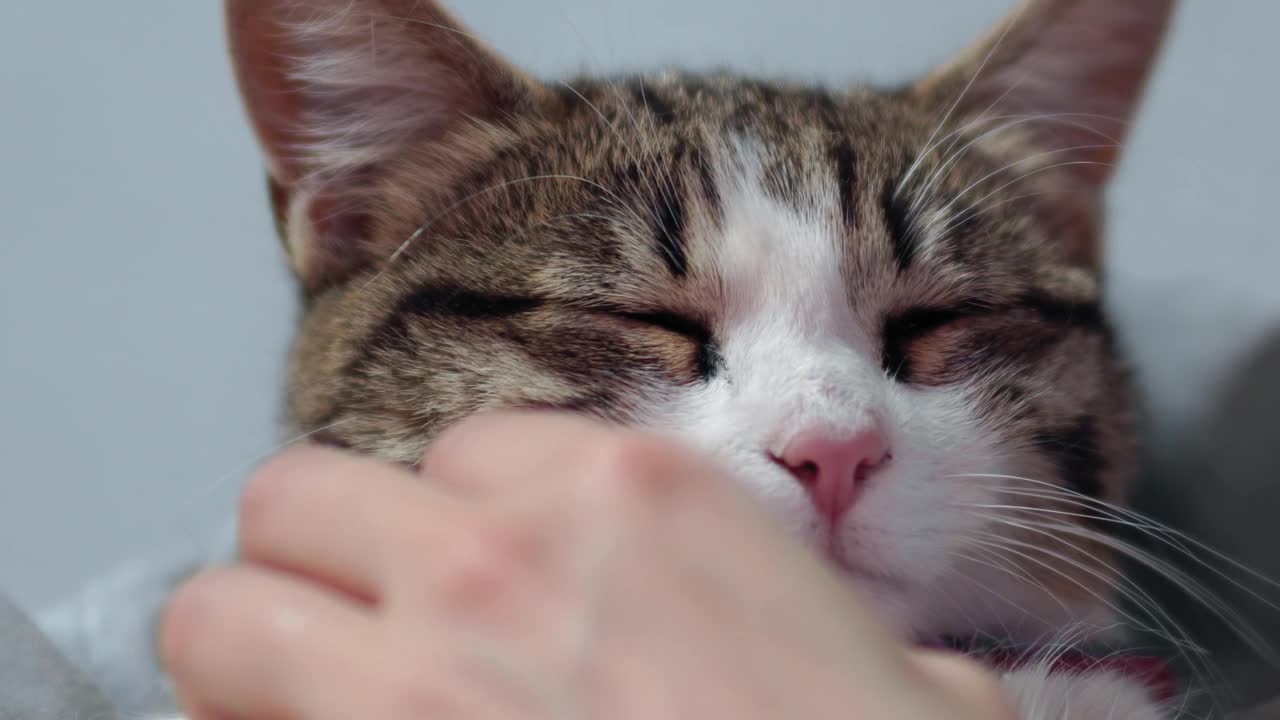 爱琴海猫享受着主人温柔的抚摸视频下载
