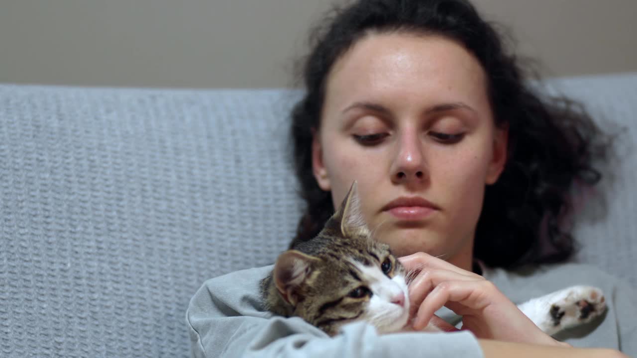 宠物主人抚摸着一只闭着眼睛躺着的爱琴海猫视频下载